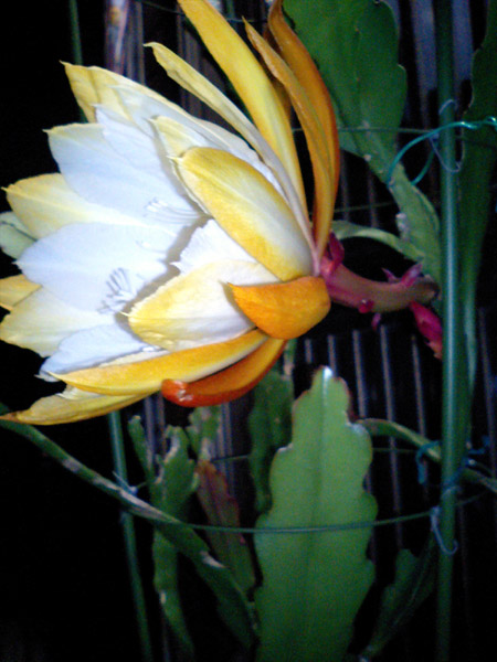 �H���A������Ȃ���