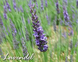 Lavendel