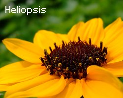 Heliopsis