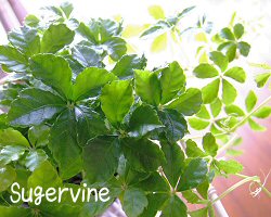 Sugervine