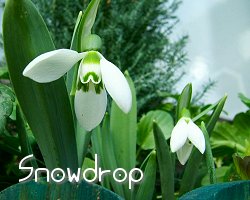 snowdrop