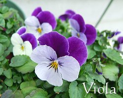 Viola