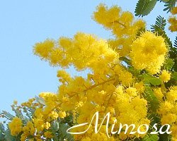 mimosa